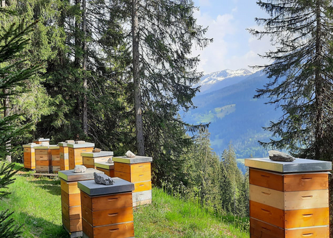 Nachhaltige Honigproduktion – Verantwortung für Bienen, Umwelt und Regionalität